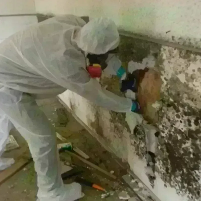 Mold Remediation and Removal in Florissant, MO